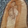 В Полтавской области на срезе дерева увидели образ Богородицы