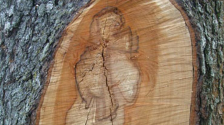 В Полтавской области на срезе дерева увидели образ Богородицы