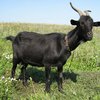 В Новой Зеландии покупателям Mitsubishi будут дарить коз