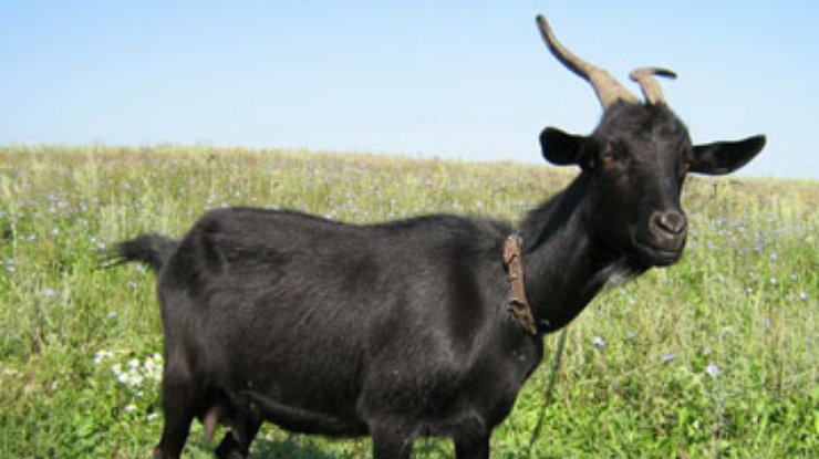 В Новой Зеландии покупателям Mitsubishi будут дарить коз