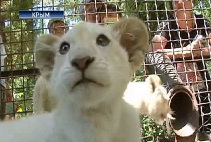 Ялтинский зоопарк пополнился  белыми львами