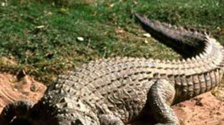 В Австралии будут разводить крокодилов для сумок