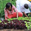Мишель Обама собрала урожай с грядок у Белого дома
