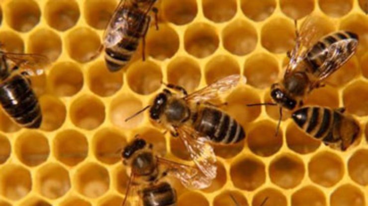 В Зимбабве пчелы сорвали футбольный матч