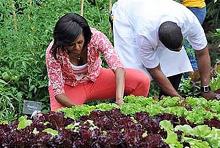 Мишель Обама собрала урожай с грядок у Белого дома