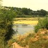 В Одессе пытаются поймать из пруда крокодила