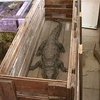 Под Одессой пойман крокодил