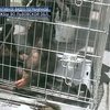 Во Львове задержаны контрабандные животные
