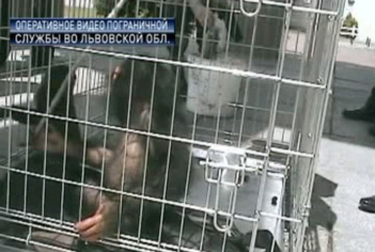 Во Львове задержаны контрабандные животные