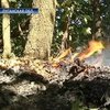 В Луганской области горят леса