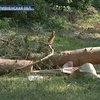 В Ривненской области на детский лагерь обрушились деревья