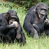 30 обезьян сбежали из английского зоопарка