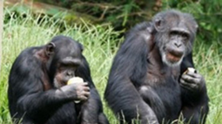 30 обезьян сбежали из английского зоопарка