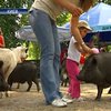 В зоопарке Киева свинья укусила 4-летнюю девочку