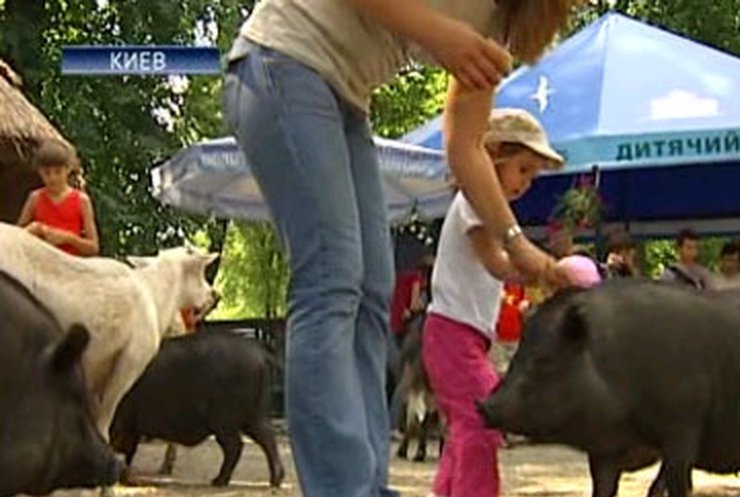 В зоопарке Киева свинья укусила 4-летнюю девочку