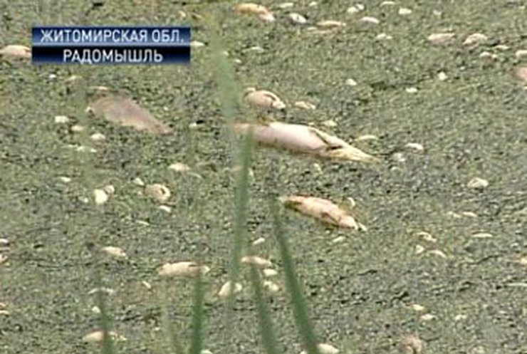В пруду Радомышля Житомирской области массово гибнет рыба