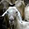 В Израиле обнаружен козел, дающий молоко