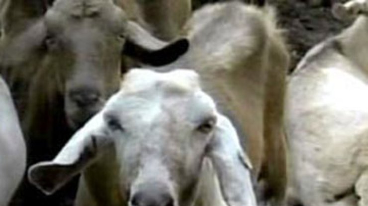 В Израиле обнаружен козел, дающий молоко