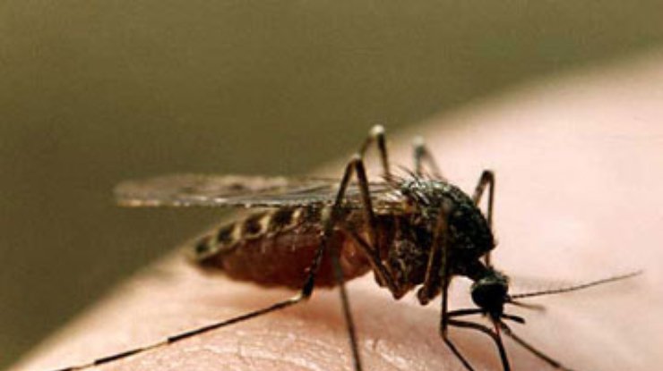 Комары станут источниками вакцины от малярии