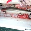 Во Флориде акула запрыгнула в прогулочную лодку