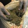 В Аргентине суд разрешил использовать марихуану