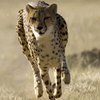 Самка гепарда установила мировой рекорд по бегу
