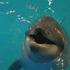 В Днепропетровске открылся дельфинарий: Защитники животных - против