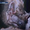 В Киевском зоопарке День летучей мыши