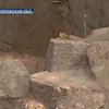 На Хортице обнаружен храм возрастом 4000 лет