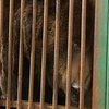 Экологи заинтересовались медведем, о котором рассказали "Подробности"