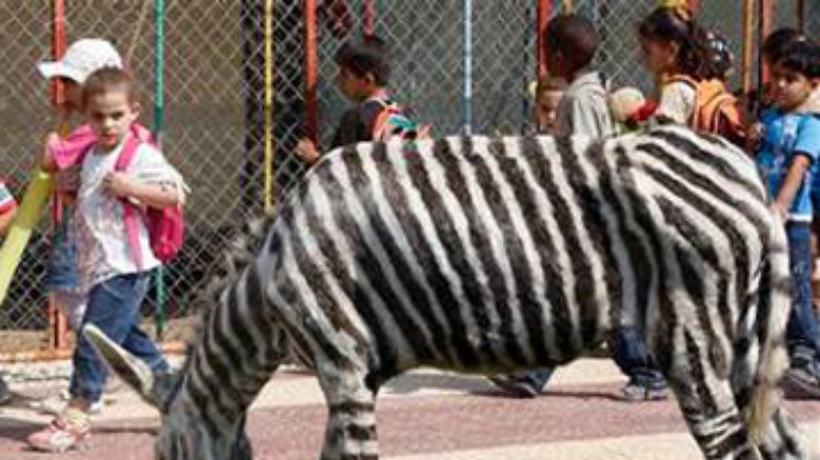 В зоопарке Газы ослиц превратили в зебр
