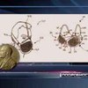 Украинке дали Шнобелевскую премию