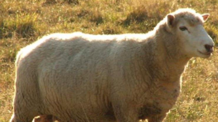 В Казахстане начали выдавать кредиты овцами