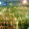 Украина ужесточит порядок ввоза ГМО
