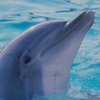 Биологи застукали дельфинов за необычным занятием