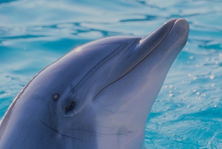 Биологи застукали дельфинов за необычным занятием