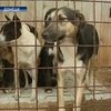 Донецкая милиция списывает смерть 7-летней девочки на собак