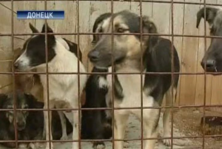 Донецкая милиция списывает смерть 7-летней девочки на собак