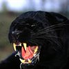 В Бельгии "люксембургскую" пантеру удалось снять на видео