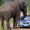 В США автомобиль столкнулся со слоном