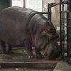 В Николаевский зоопарк привезли двух бегемотов