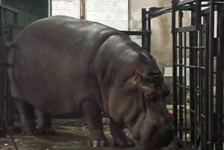 В Николаевский зоопарк привезли двух бегемотов