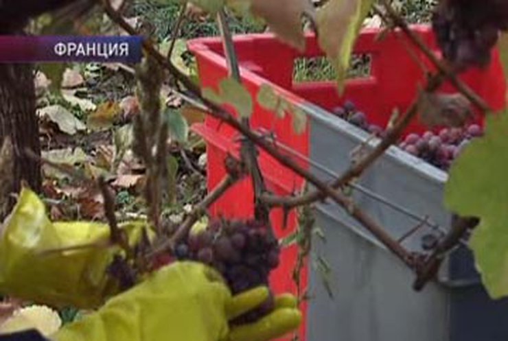 Во Франции подходит к концу сбор урожая винограда