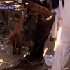 Жертвами теракта в Пакистане стали 16 человек