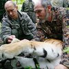 Потерялась тигрица Путина