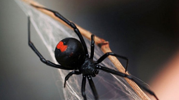 Японию атакует ядовитый паук из Австралии