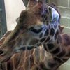 В США жирафу повредили шею при перевозке