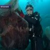 Японию атакуют гигантские медузы