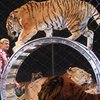 В Германии тигры покалечили дрессировщика во время выступления