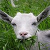 В Нидерландах свирепствует козий грипп